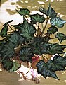 Begonia hybr. 05.jpg