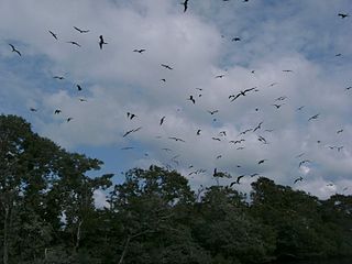 Bird Island (Belize) island in Belize