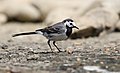 * Nomination White wagtail (Motacilla alba), France --Clément Bardot 09:38, 5 October 2022 (UTC) * Promotion  Support Good quality. --Virtual-Pano 10:12, 5 October 2022 (UTC)