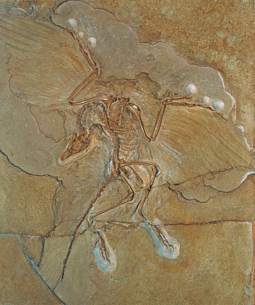 Archaeopteryx