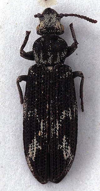 <i>Beutelius</i> Genus of beetles