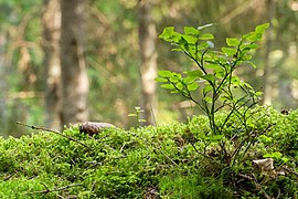 Bilberry bush and moss in Gullmarsskogen ravine