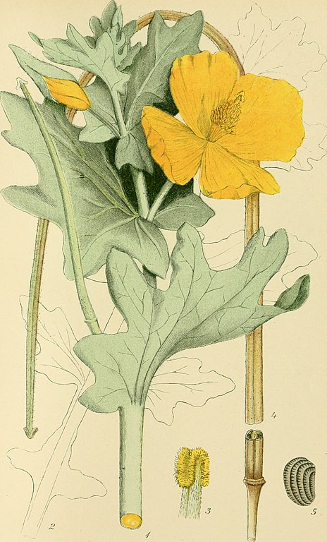 Dessin botanique du pavot cornu par Lindman et Carl Axel Magnus