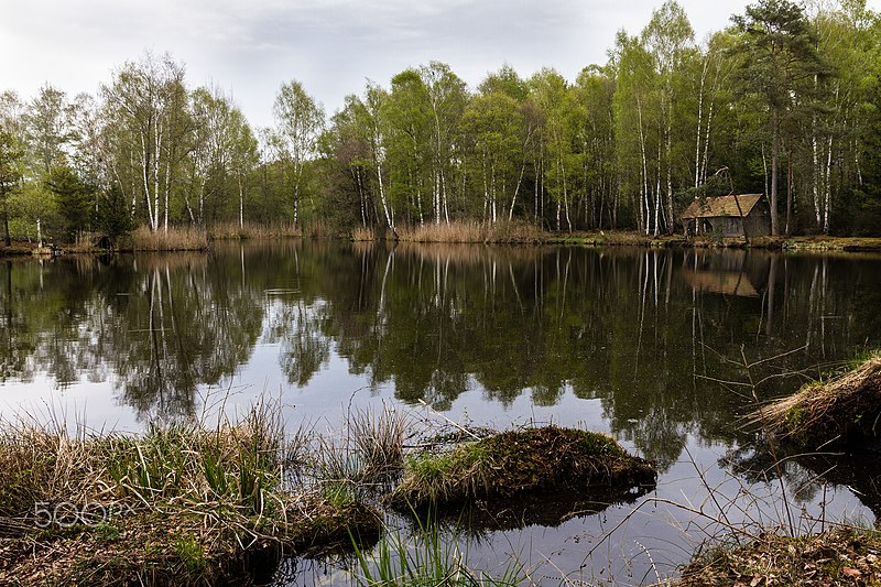 File:Birches At The Pond (210059447).jpeg