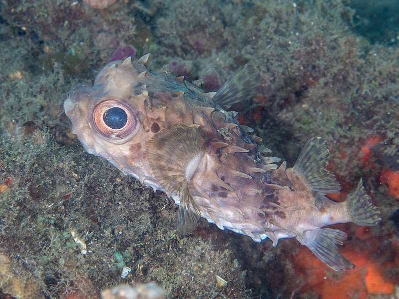 File:Birdbeak burrfish (Cyclichthys orbicularis) (26596942147).jpg