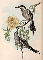 Thumbnail for Western wattlebird