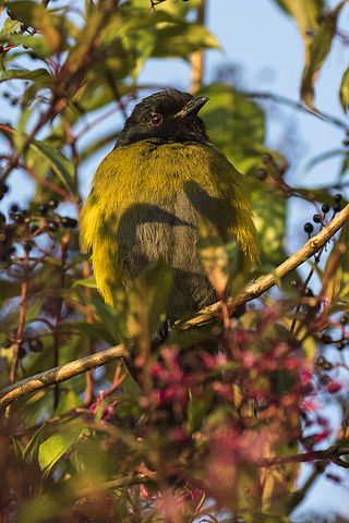 <span class="mw-page-title-main">Black-and-yellow phainoptila</span> Species of bird