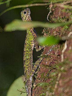 <i>Draco melanopogon</i> Species of lizard