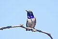 Black-Chinned Hummingbird