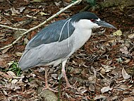 Bakcsó (Nycticorax nycticorax)