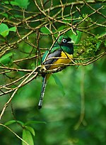 Thumbnail for Northern black-throated trogon