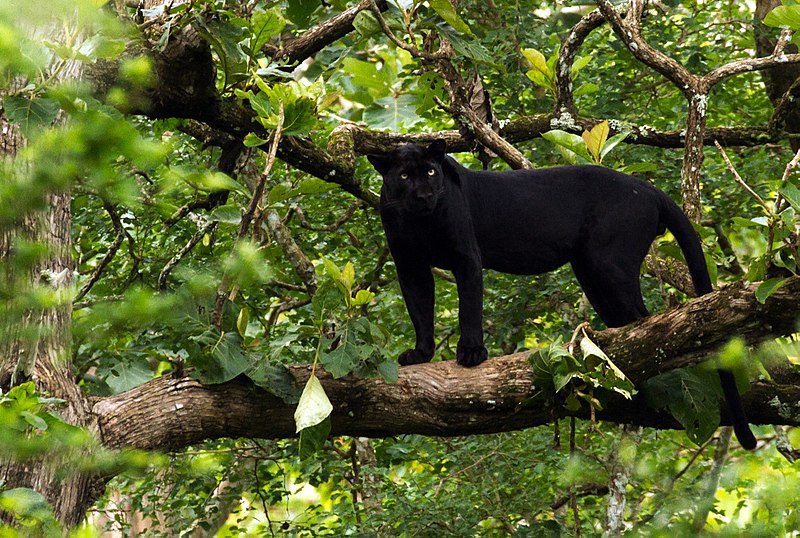 File:Black Panther - India.jpg