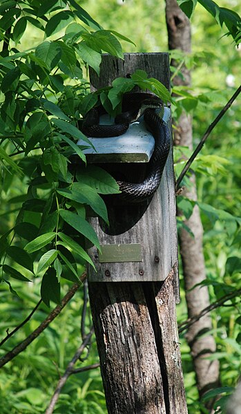 File:Black Rat Snake - Elaphe obsoleta 5.jpg