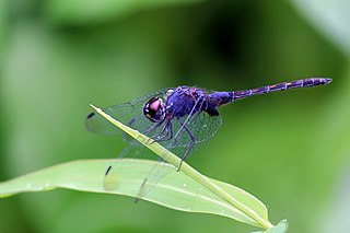 Black stream glider species of dragonfly