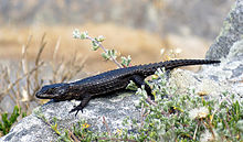 Cordylus niger, endemic to two small areas of South Africa. Black girdled lizard 2.jpg