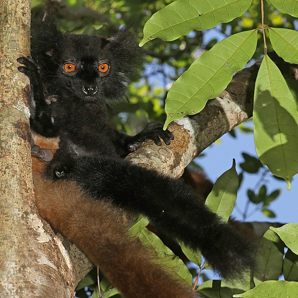 File:Black lemur (Eulemur macaco) male.jpg