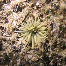 Black sea fauna actinia 02.JPG