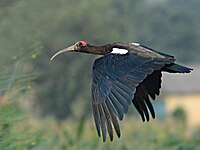 Warzenibis (Pseudibis papillosa)