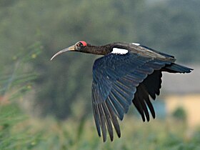 Ibis