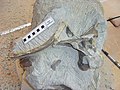 English: Block with fossil bones of Europasaurus holgeri. Deutsch: Block mit fossilen Knochen von Europasaurus holgeri.