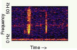 A spectrogram of Bloop Bloop.jpg