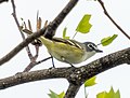 Thumbnail for File:Blue-headed vireo in GWC (91516).jpg