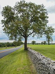 Bluegrass and rock fence of local limestone in central Kentucky