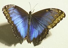Morpho peleides on display at the Philadelphia Academy of Natural Science