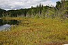 Lac de la Tourbière (Lake Bog)