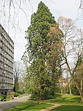 Miniatuur voor Bestand:Boitsfort sequoia geant avenue van becelaere.jpg