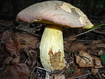 Butyriboletus fechtneri Sommarsopp