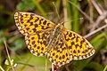 Boloria euphrosyne? (habe leider kein Bild von der Flügelunterseite)