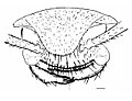 line drawing of a Boltonimecia head