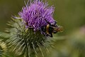 * Nomination A bombus vestalis on a cheirolophus plant. --多多123 19:01, 20 July 2023 (UTC) * Decline  Oppose bee is not in focus --Charlesjsharp 21:44, 20 July 2023 (UTC)  Comment @Charlesjsharp: Head of bee and hind right leg is in focus, as well as part of the wings. --多多123 10:11, 21 July 2023 (UTC)