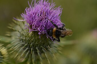 A bombus on cirsium