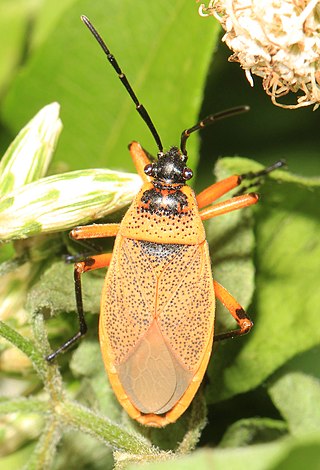 <i>Largus</i> (bug) Genus of true bugs