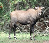 A male Nilgai