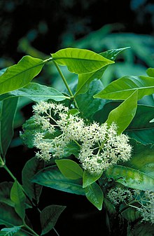 Bosistoa medicinalis foliage.jpg 