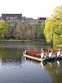 Swan boats at Boston Public Garden, lying under wheeping willows.