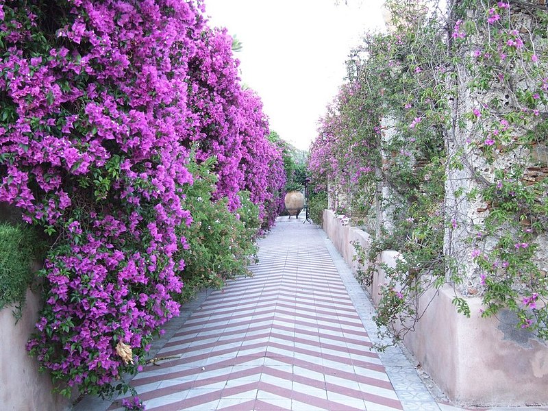 File:Bougainvillea-Hotel San Domenico-Taormina-Sicilia-Italy-Castielli CC0 HQ - panoramio.jpg