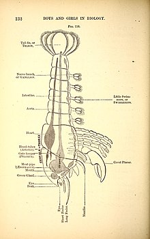 Boys and girls in biology - or, Simple studies of the lower forms of life (1875) (20381232146).jpg