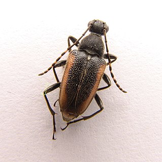 <i>Brachyleptura</i> Genus of beetles