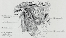 Pectoralis minor muscle: Origin, insertion and action