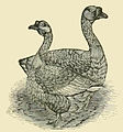 The Bremen Goose