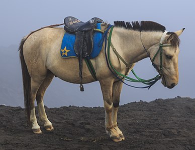 A Java Pony (Equus ferus caballus) at Bromo Tengger Semeru National Park, East Java, Indonesia.