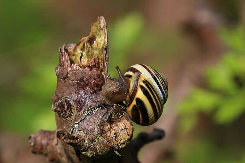 File:Brown-lipped snail (Cepaea nemoralis) 3.jpg