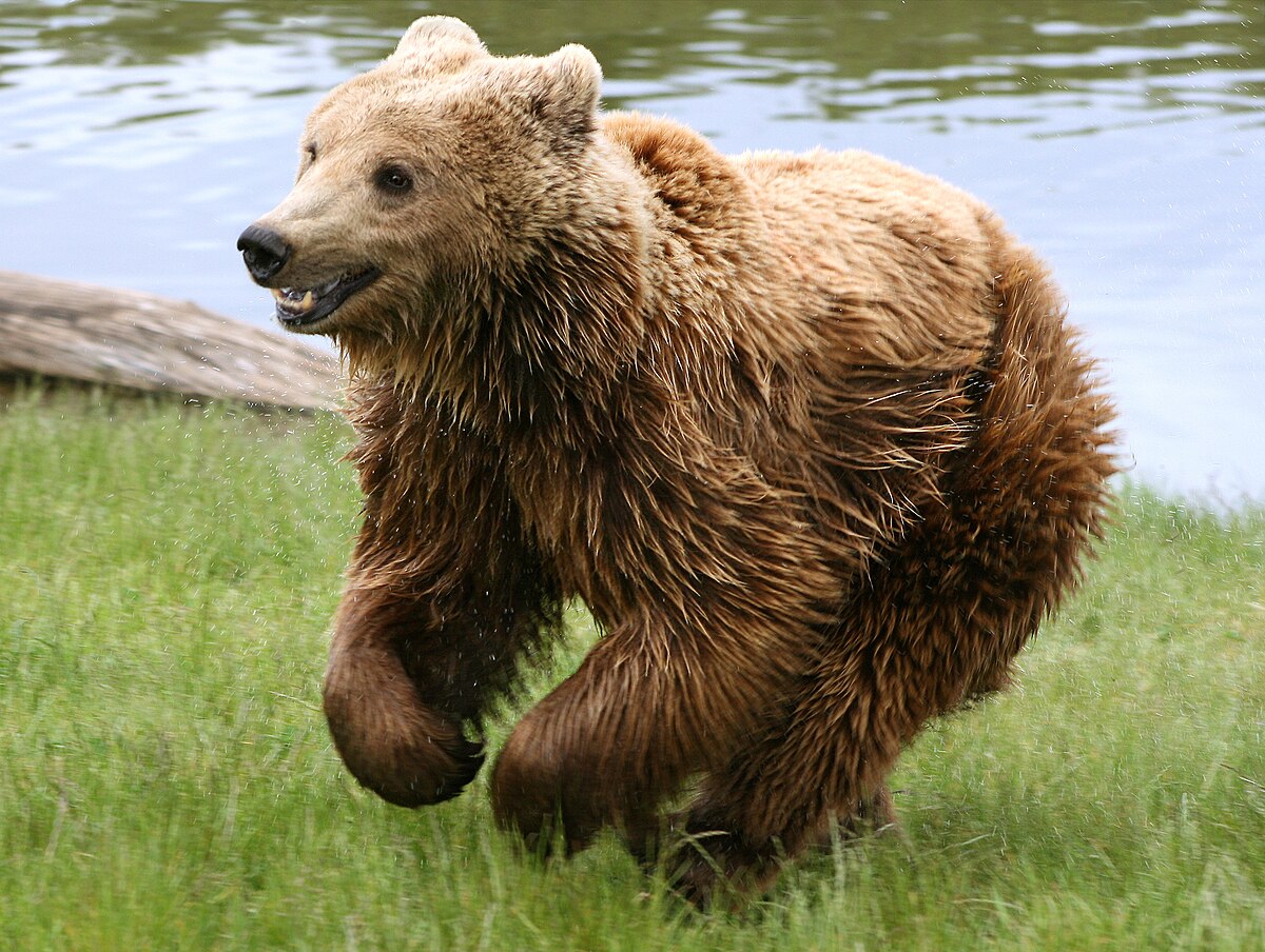 Bear - Wikipedia