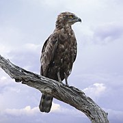 Brown snake eagle, Kruger National Park (38184851511).jpg