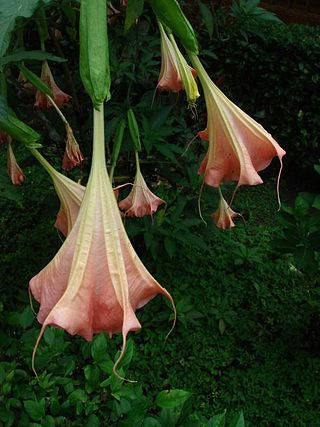 <i>Brugmansia insignis</i> Species of plant