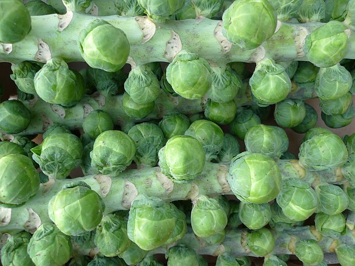 Овощ маленькая капуста. Brassica oleracea var. Gemmifera брюссельская капуста. Капуста брюссельская Виноградная гроздь. Капуста брюссельская боксер Гавриш.